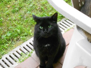 Kasia - very timid and does not have a tail but stump. That's how she was found - people are asking what kind of race is that with such a short tail :)